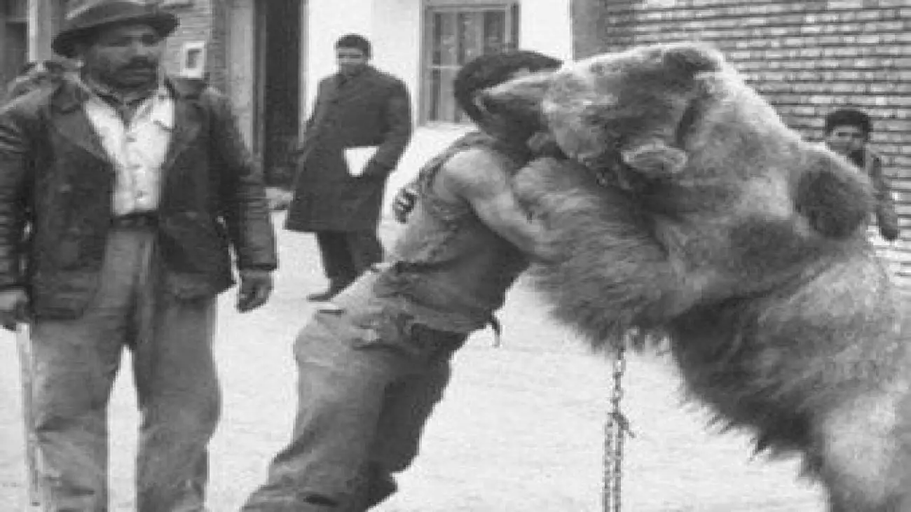 کشتی با خرس در طهران