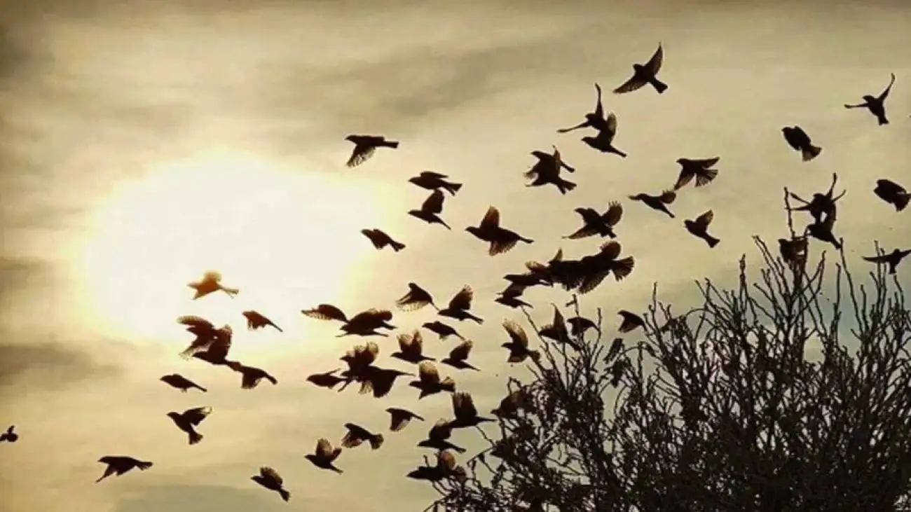 برخورد دسته بزرگ پرندگان با زمین!  -  ویدئو