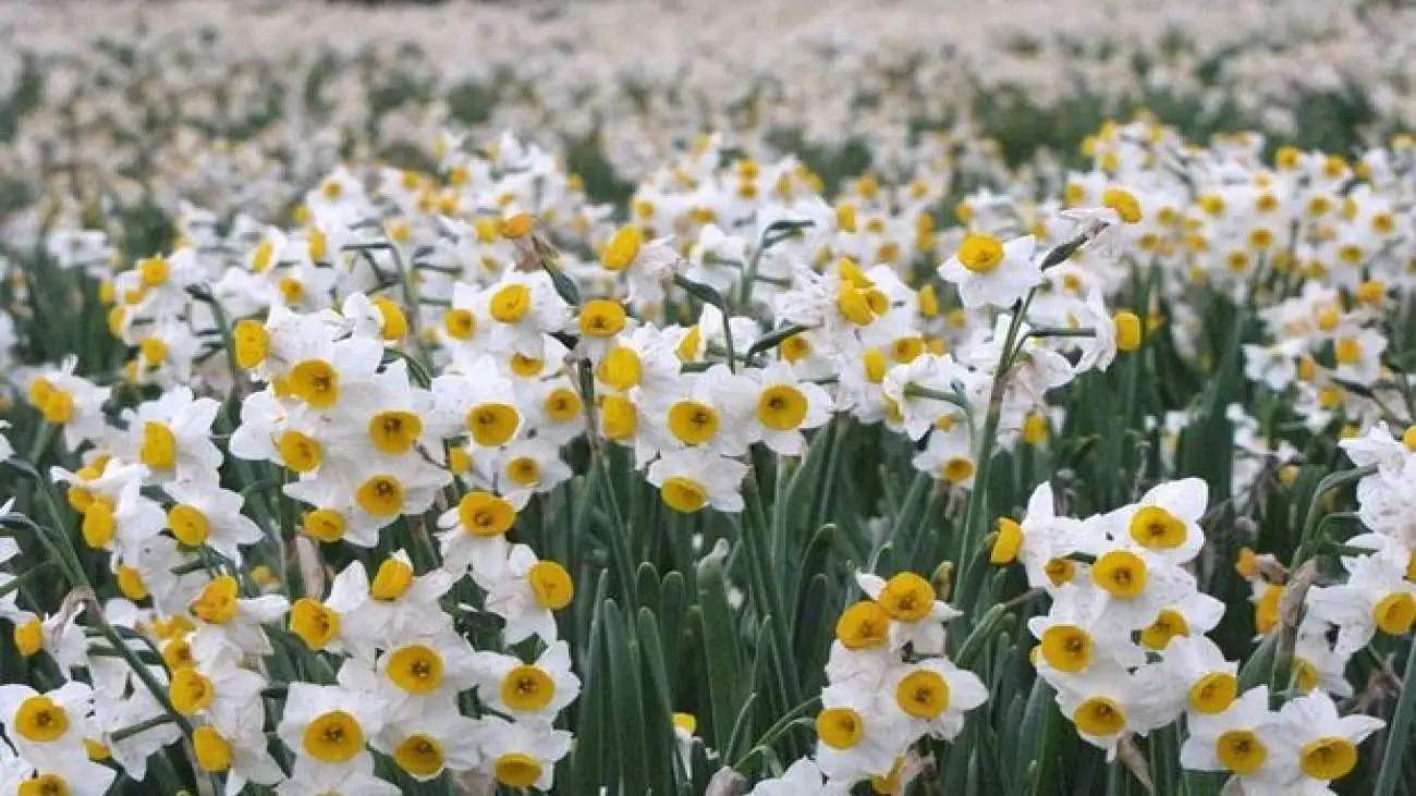 گردشگری زمستانی با یک گل  -  نرگس ها چطور گردشگران را جذب یک منطقه می کنند؟