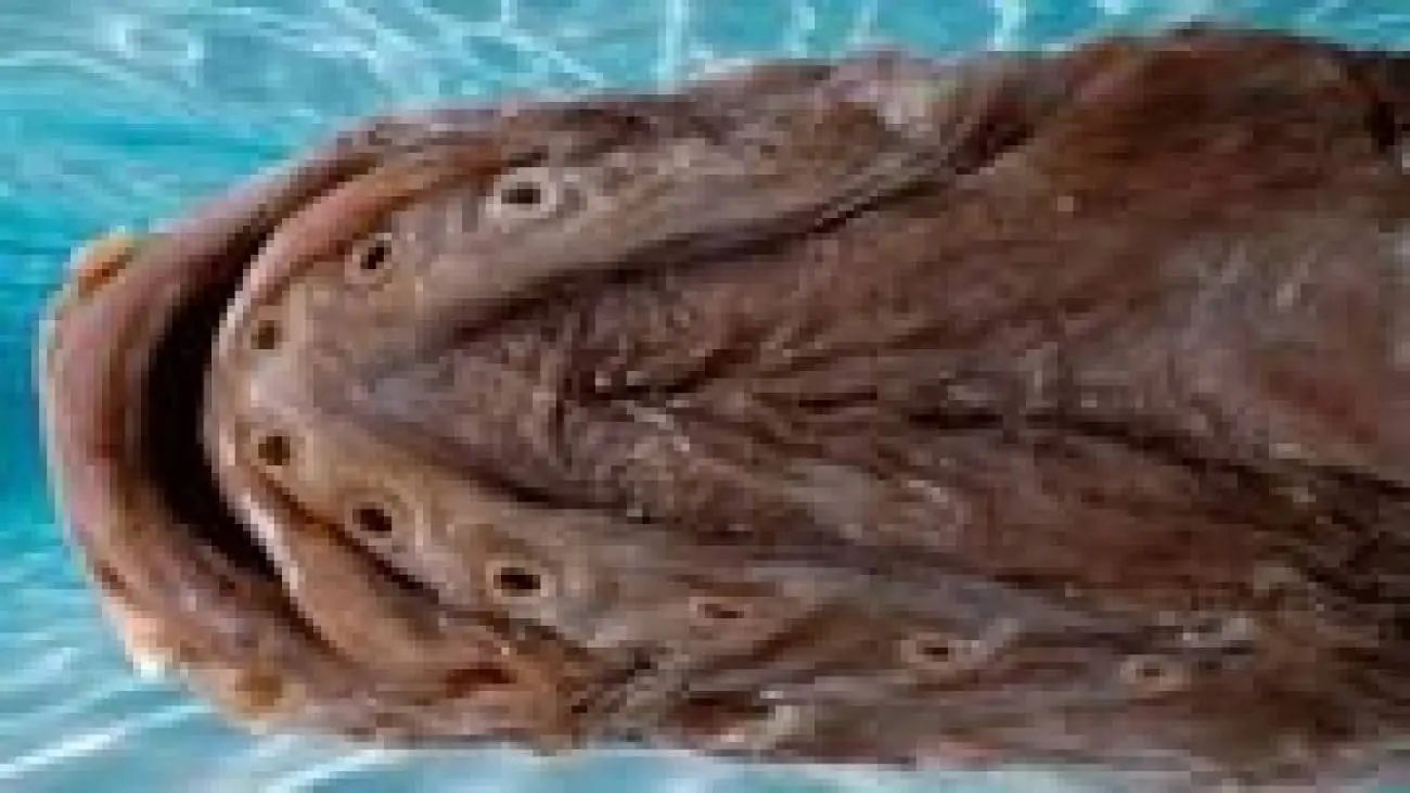 این ماهی شگفت انگیز 36 سال در تاریکی پنهان بود! + عکس