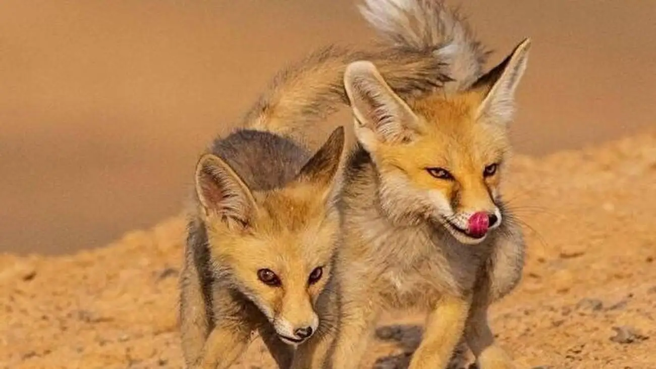 ویدیو  -   ناکامی روباه در شکار سنجاب