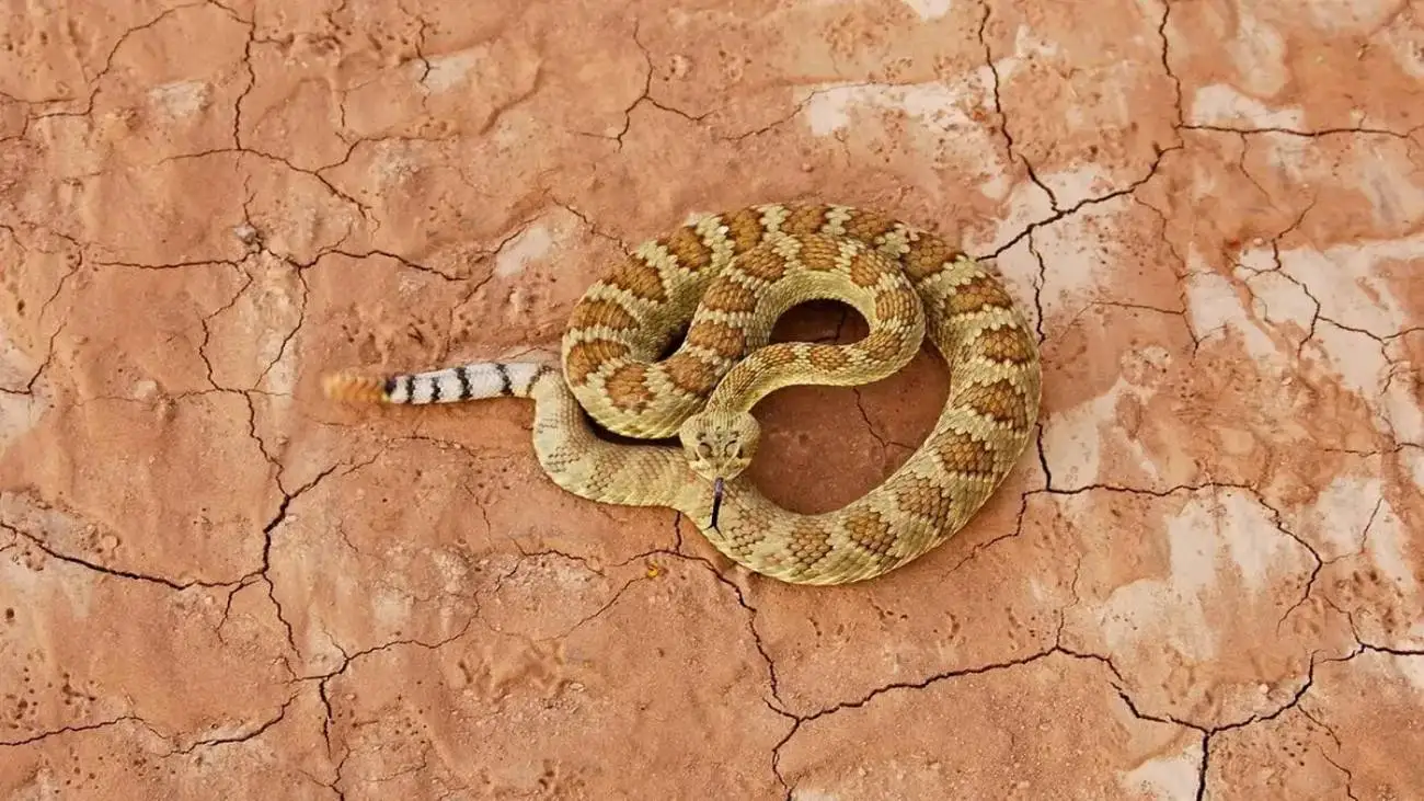 فردی یک مار را به طور کامل خورد! + تصویر  -  فسیل 1500 سال قبل را ببینید