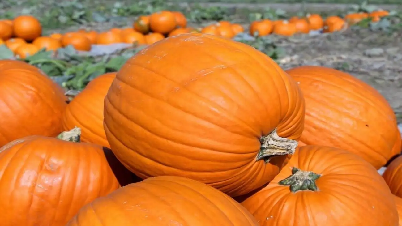 تشخیص بهترین و شیرین ترین کدو حلوایی با این ترفندها