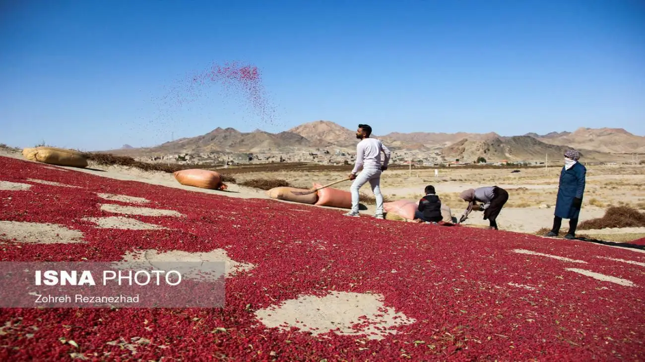 ویدیو  -  بزرگترین باغ زرشک جهان اینجاست!