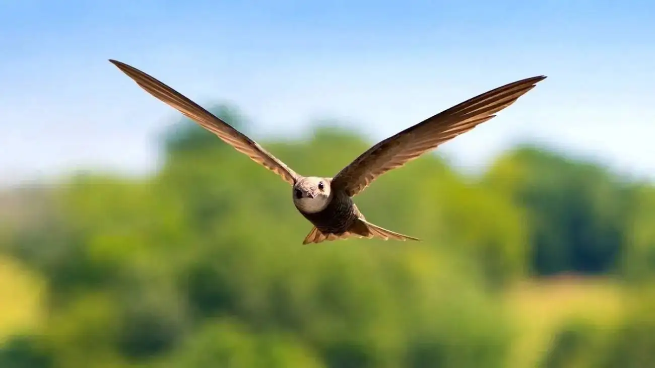 پرنده ای که 10 ماه بدون توقف پرواز می کند  -  عکس