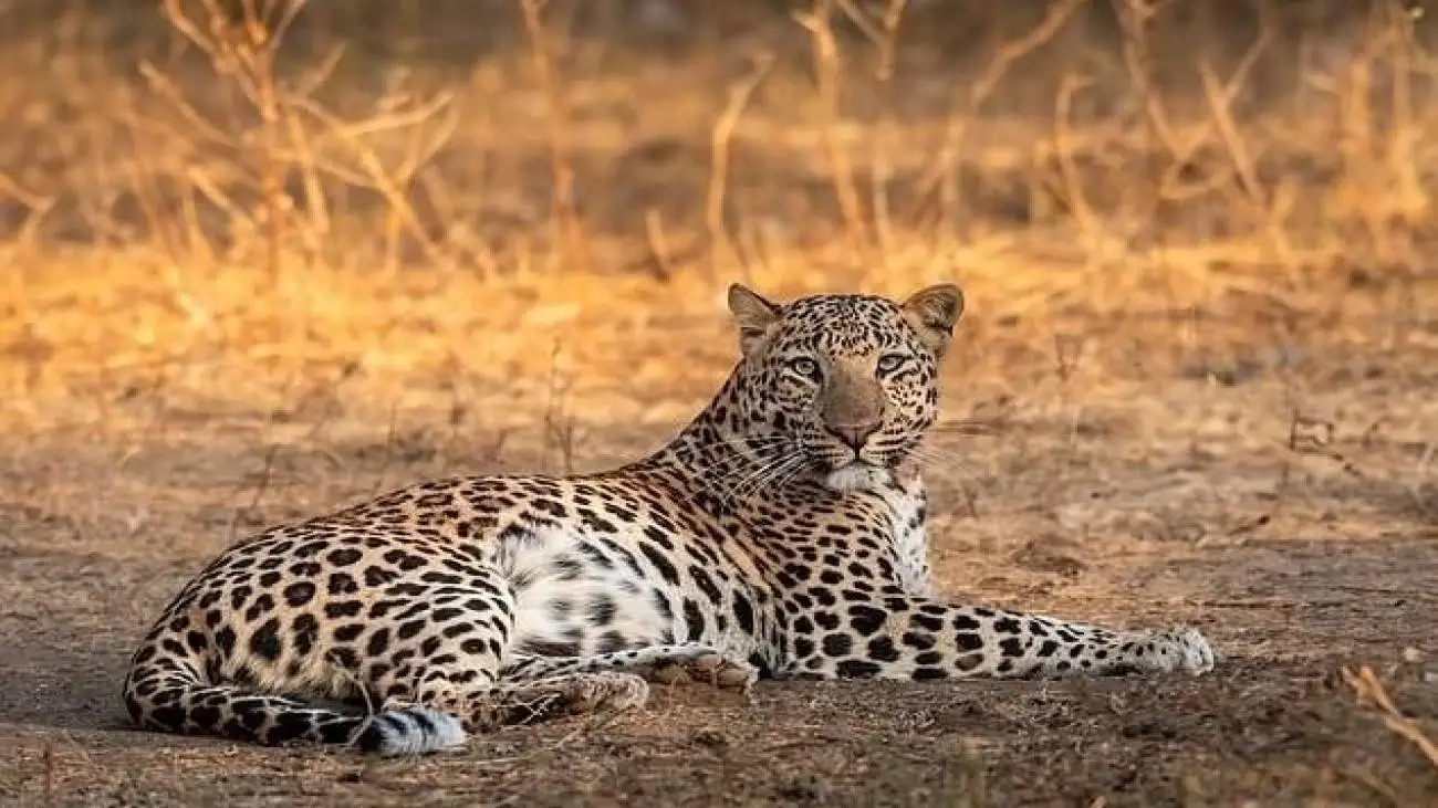 ویدیو  -  مشاهده دو قلاده پلنگ در منطقه حفاظت شده البرز جنوبی