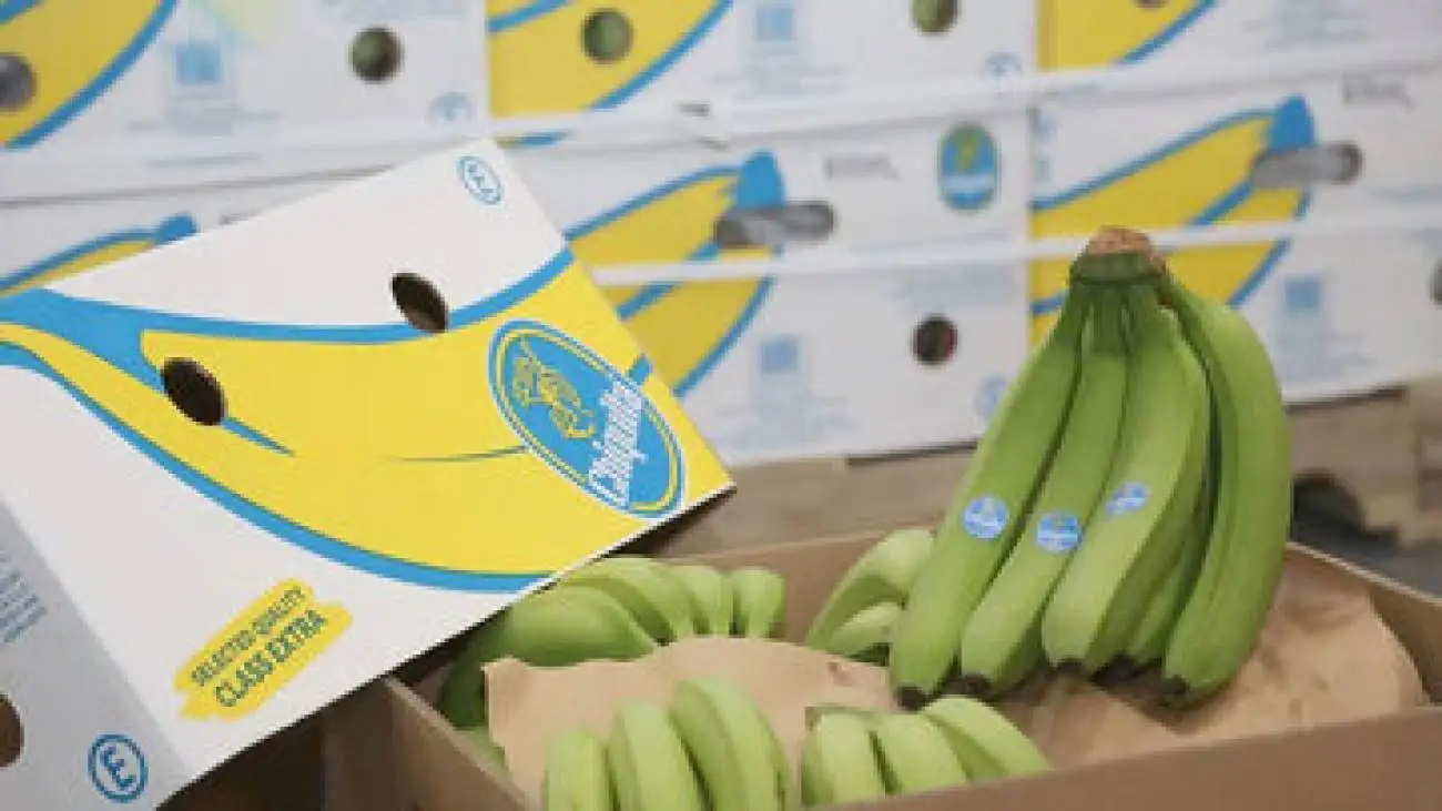 اختلال در سامانه گمرکی، 1000 تن موز را در معرض فساد قرار داد