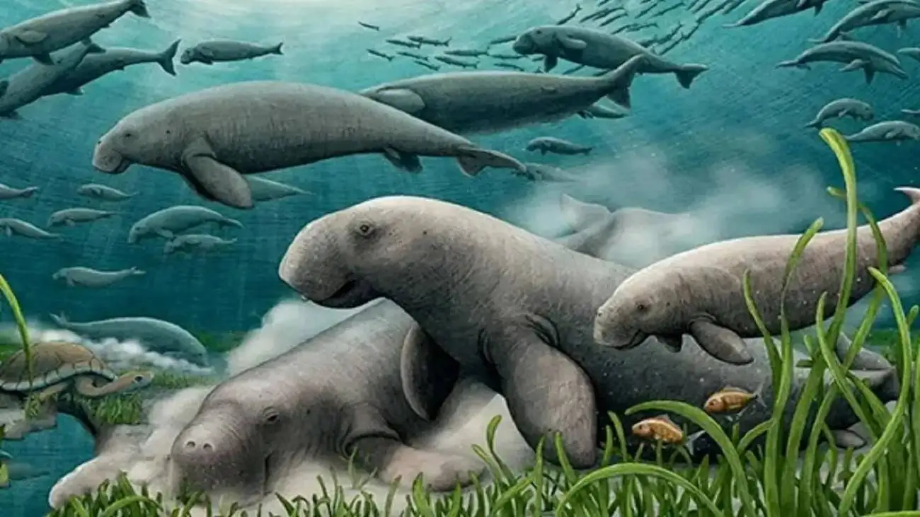 کشف گاو دریایی 21 میلیون ساله در خلیج فارس