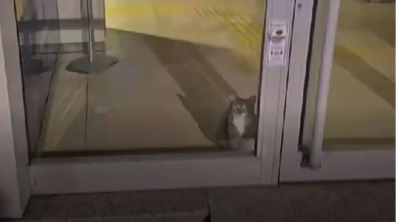 به صدا درآمدن آژیر بانک توسط سارق ناشی!  -  ویدئو