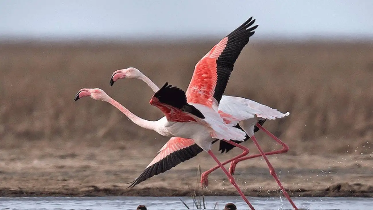 فلامینگوهای دریاچه ارومیه کجا رفتند؟