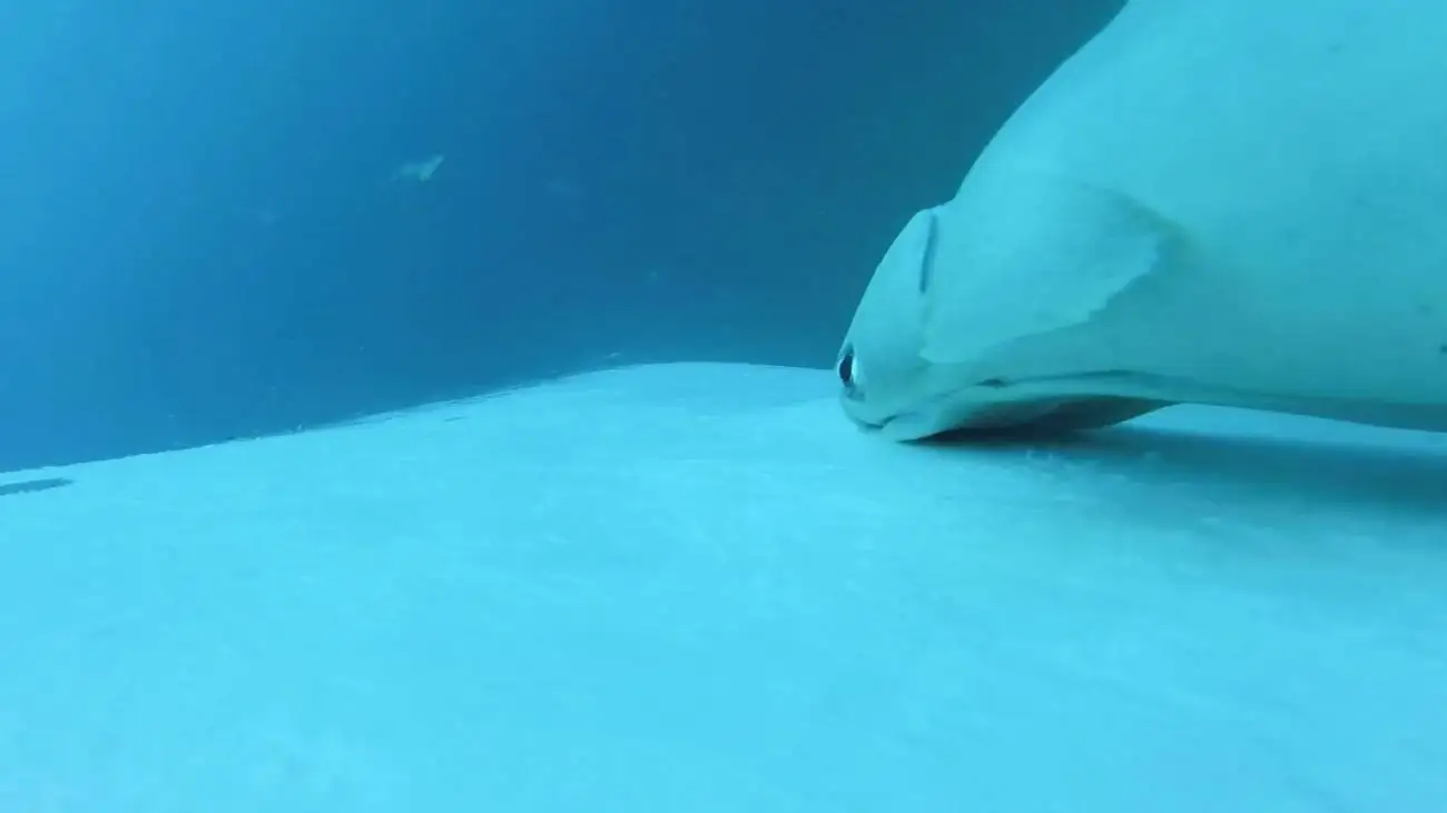 سفر شگفت انگیز ماهی های مکنده بر پشت نهنگ ها