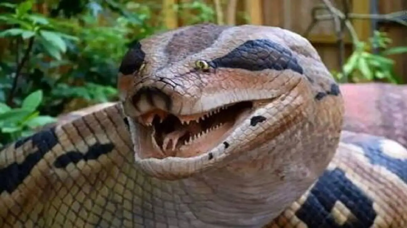 مار بزرگ الجثه  افسانه ای 6 متری واقعاً پیدا شد!