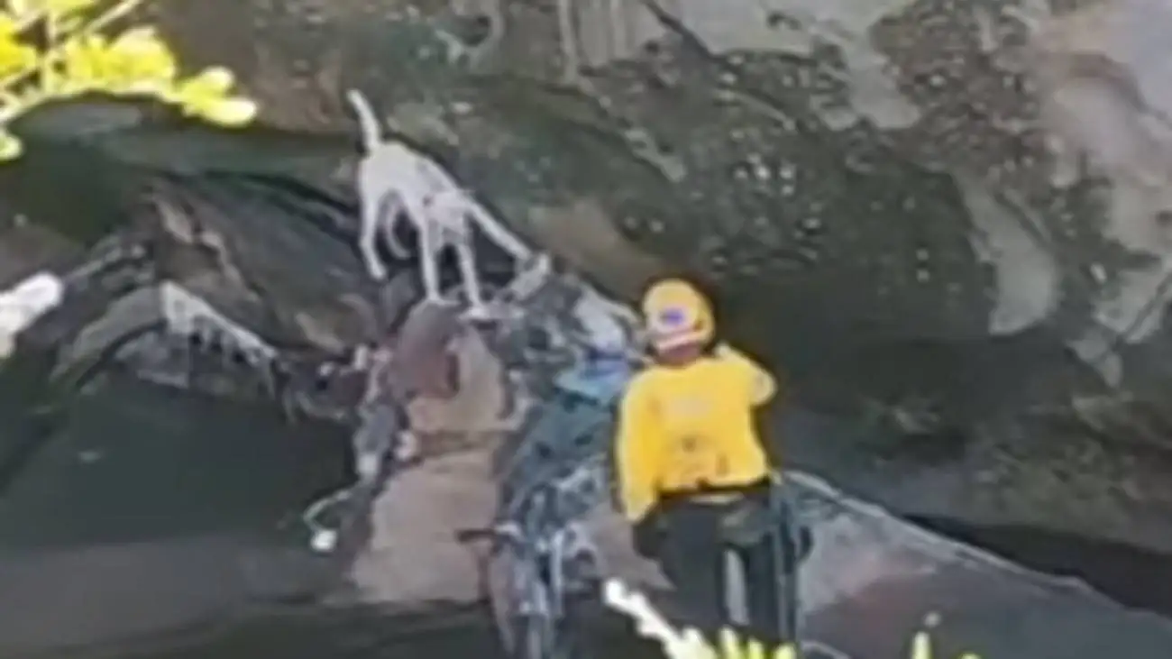 ویدیو  -  عملیات تیمی برای نجات یک سگ در سواحل رودخانه آسلوات!