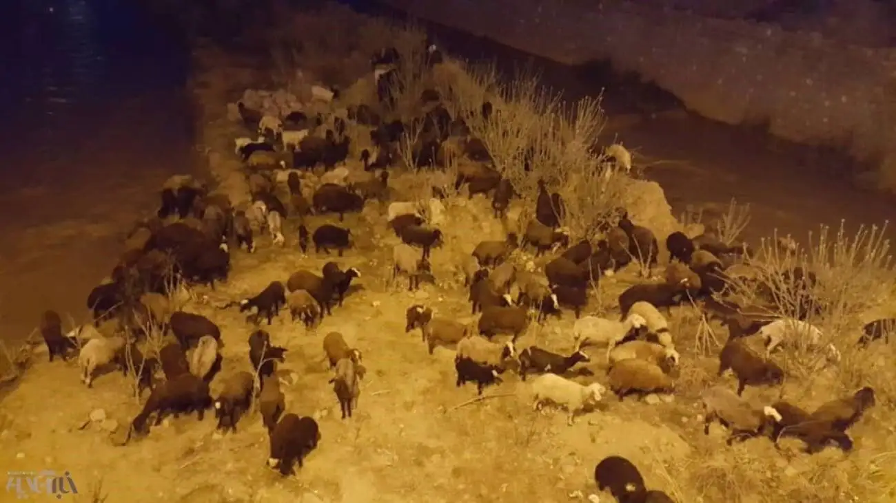 لحظه زیبا پناه گرفتن یک چوپان و گله اش از باران شدید زیر صخره ها+ ویدئو