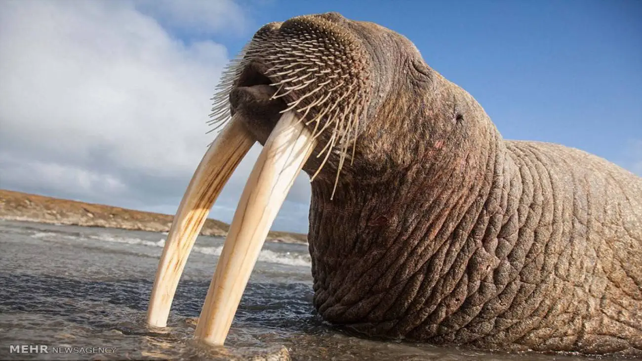 ویدیو  -  مهمان نوازی به سبک گرازهای دریایی جزیره رامانوف روسیه