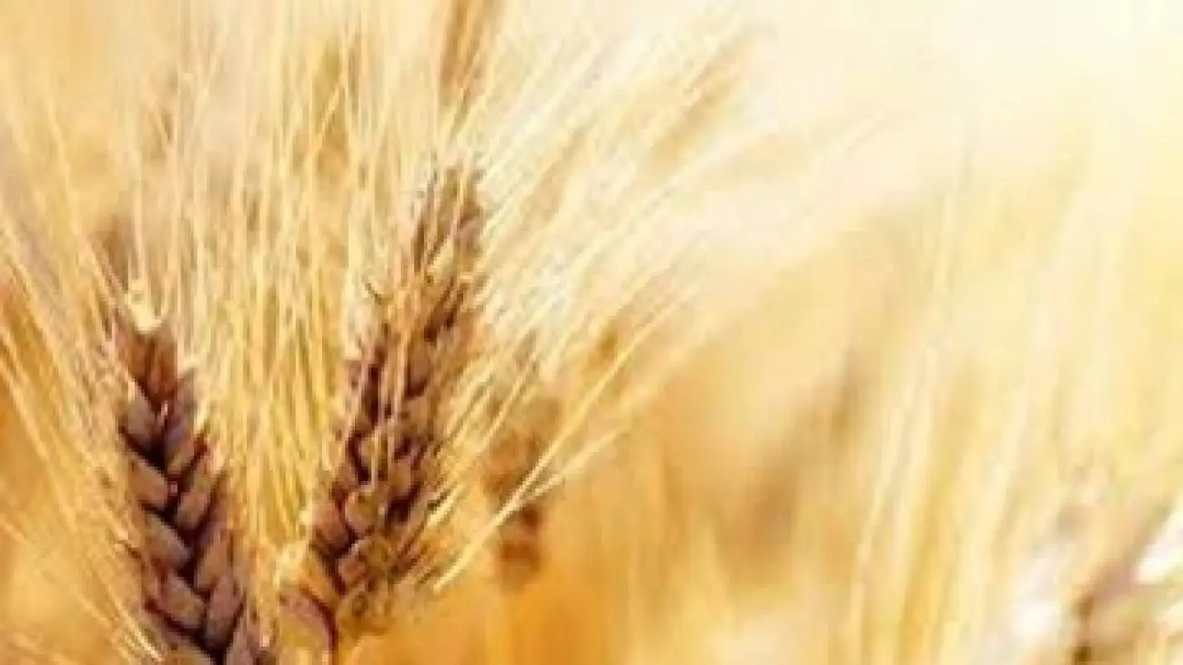 قیمت جدید گندم اعلام شد -  گندمکاران بخوانند