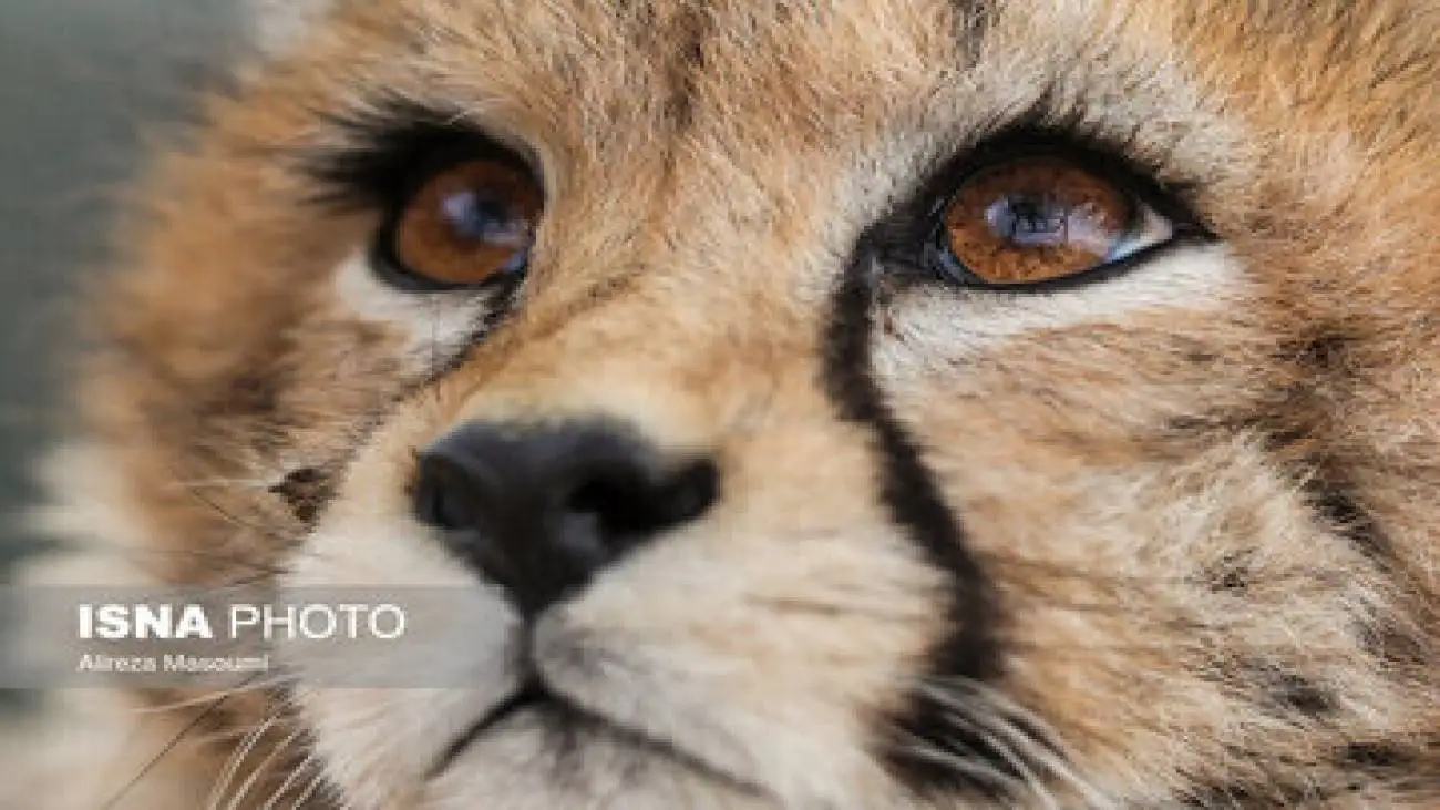 مشاهده (تلما) پس از 3 سال در توران