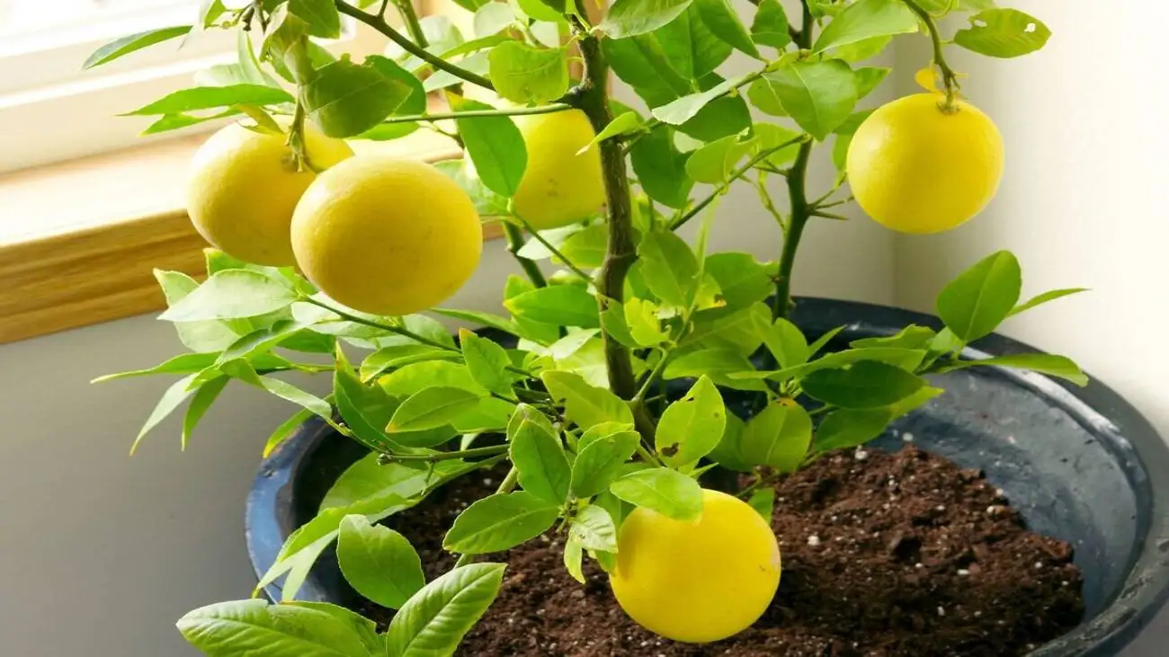 چطور در گلدان درخت لیمو بکاریم ؟ ؛ 12 نکته طلایی برای موفقیت در کاشتن درخت لیمو