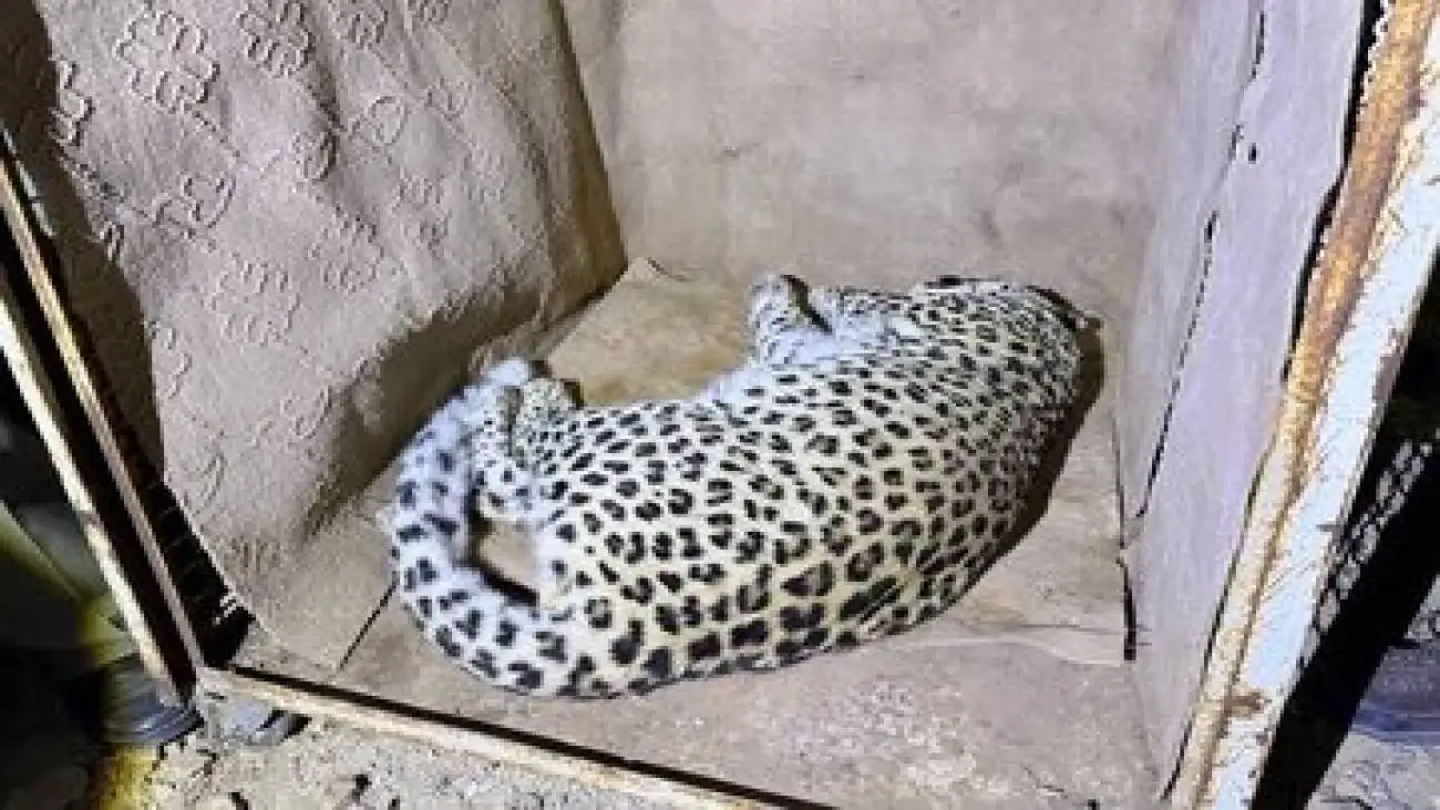 زنده گیری یک پلنگ سرگردان