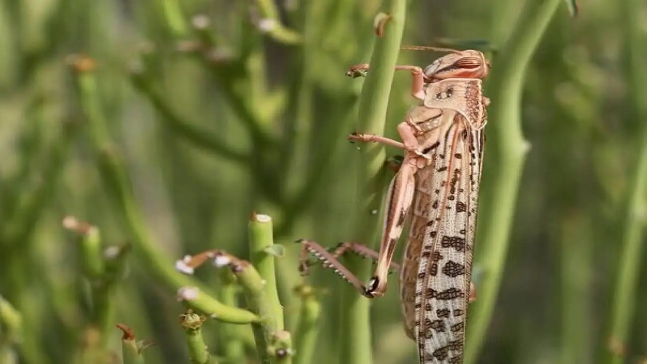 ویدیو  -   پدیده ای غیر عادی؛ حمله ملخ ها در صحرای مراکش به خودروها