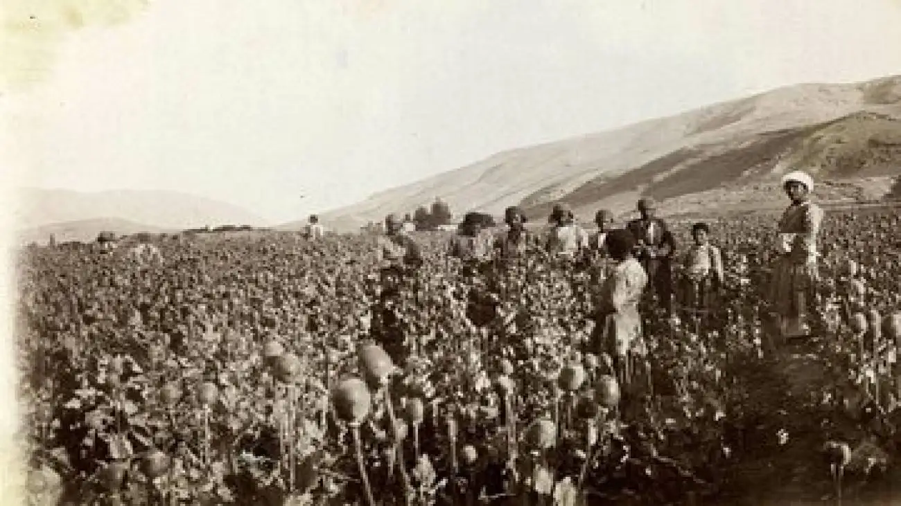 کشت شقایق الیفرا آزاد شد