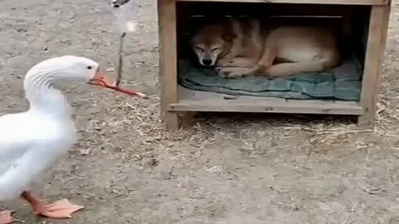 این ویدئو با میلیون ها بازدید، هوش مصنوعی نیست؟  -  واقعا مرغابی لانه سگ را منفجر کرد؟ + ویدیو