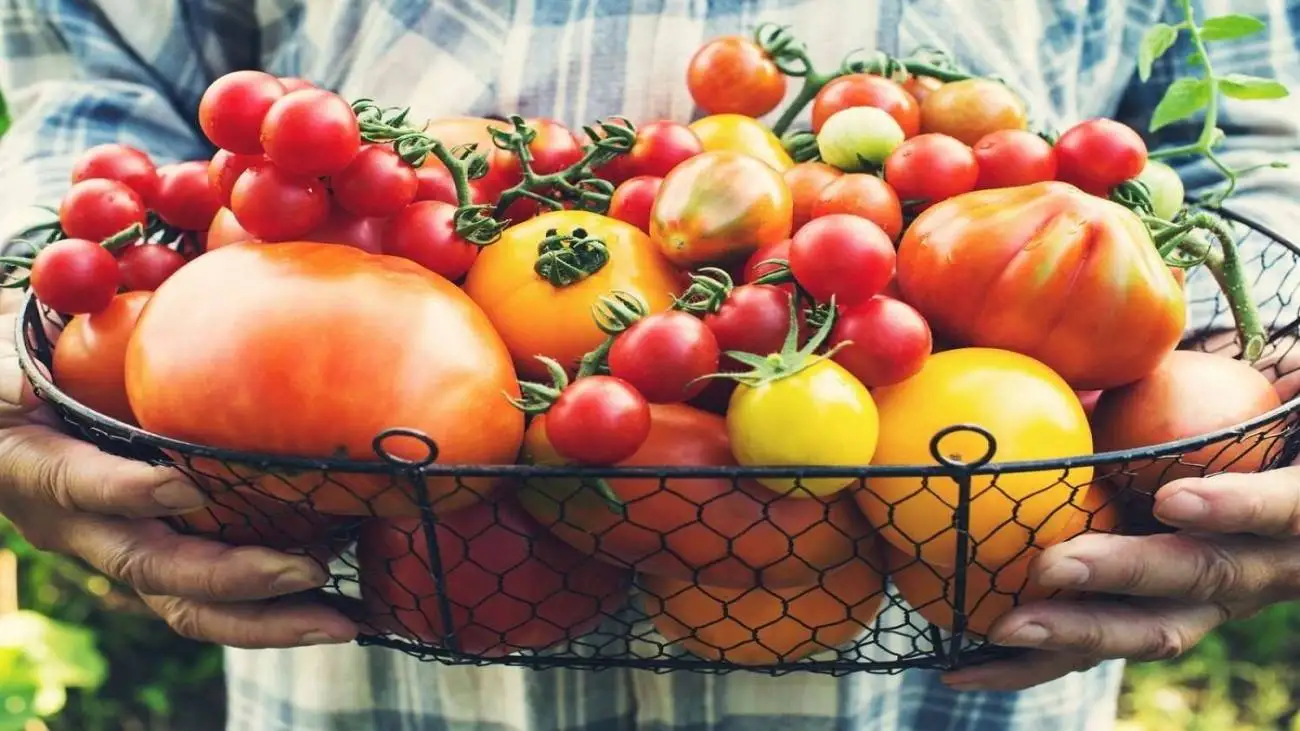 گوجه فرنگی؛ گنجینه ای از سلامت برای قلب، مغز و مبارزه با سرطان