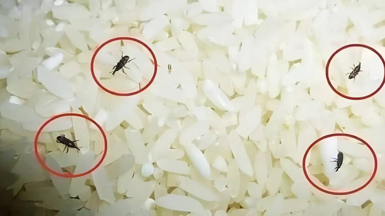 چگونه می توان از شر سوسک برنج خلاص شد؟ + روش درست نگهداری برنج