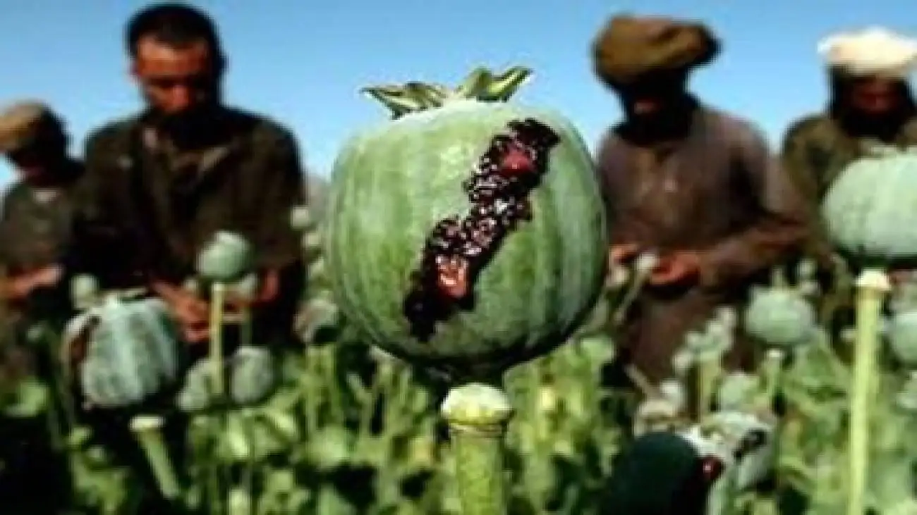 موضع کم سابقه وزیر بهداشت؛ ضرورت شروع کشت تریاک در مناطق مشخص -  بازگشت بحث کشت تریاک؛ سیاستی جدید یا احیای یک تجربه قدیمی؟