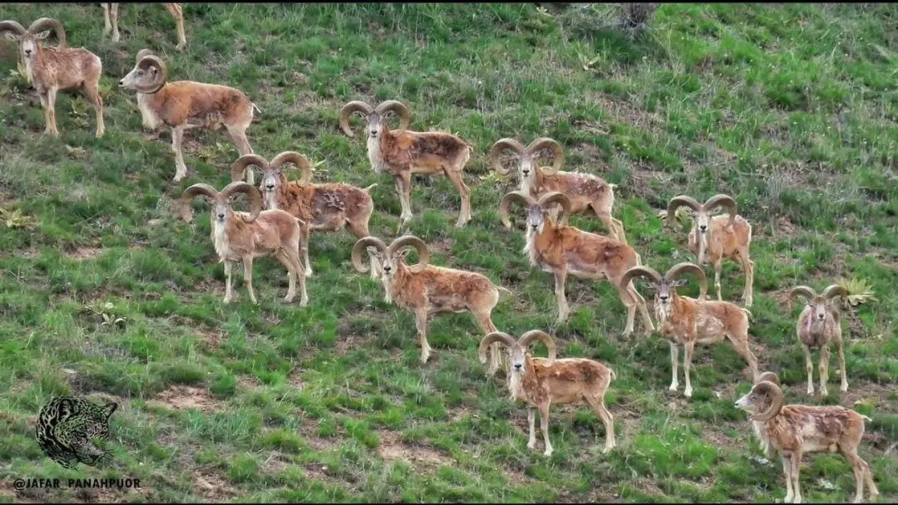 پارک گلستان برنده شد؛ تجربه ایرانی، الگوی جهانی حفاظت مشارکتی
