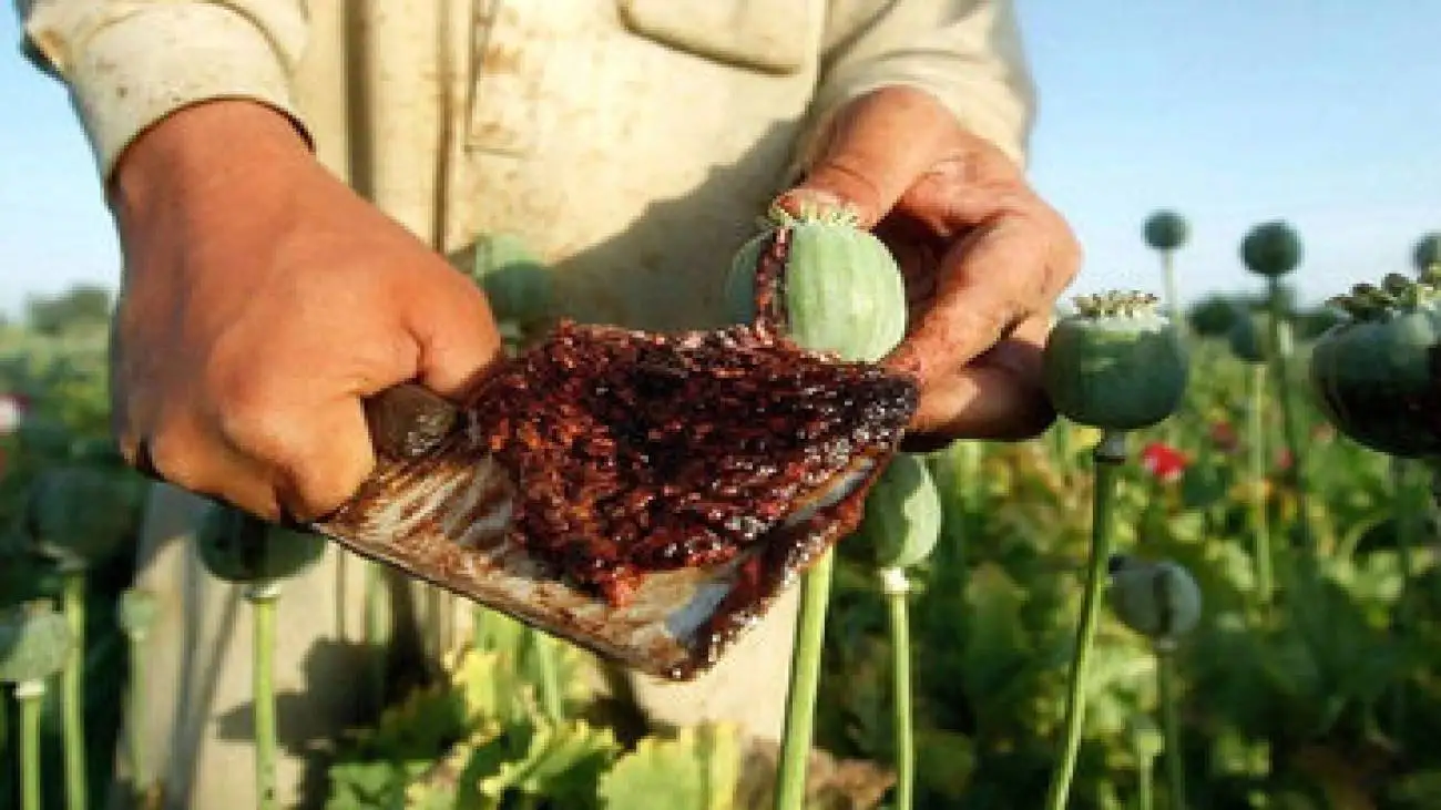 ری برندینگ تریاک در دوران کرونا -  آدم هایی در شبکه های اجتماعی سینه خود را سپر کرده و دارند از خواص تریاک می گویند!