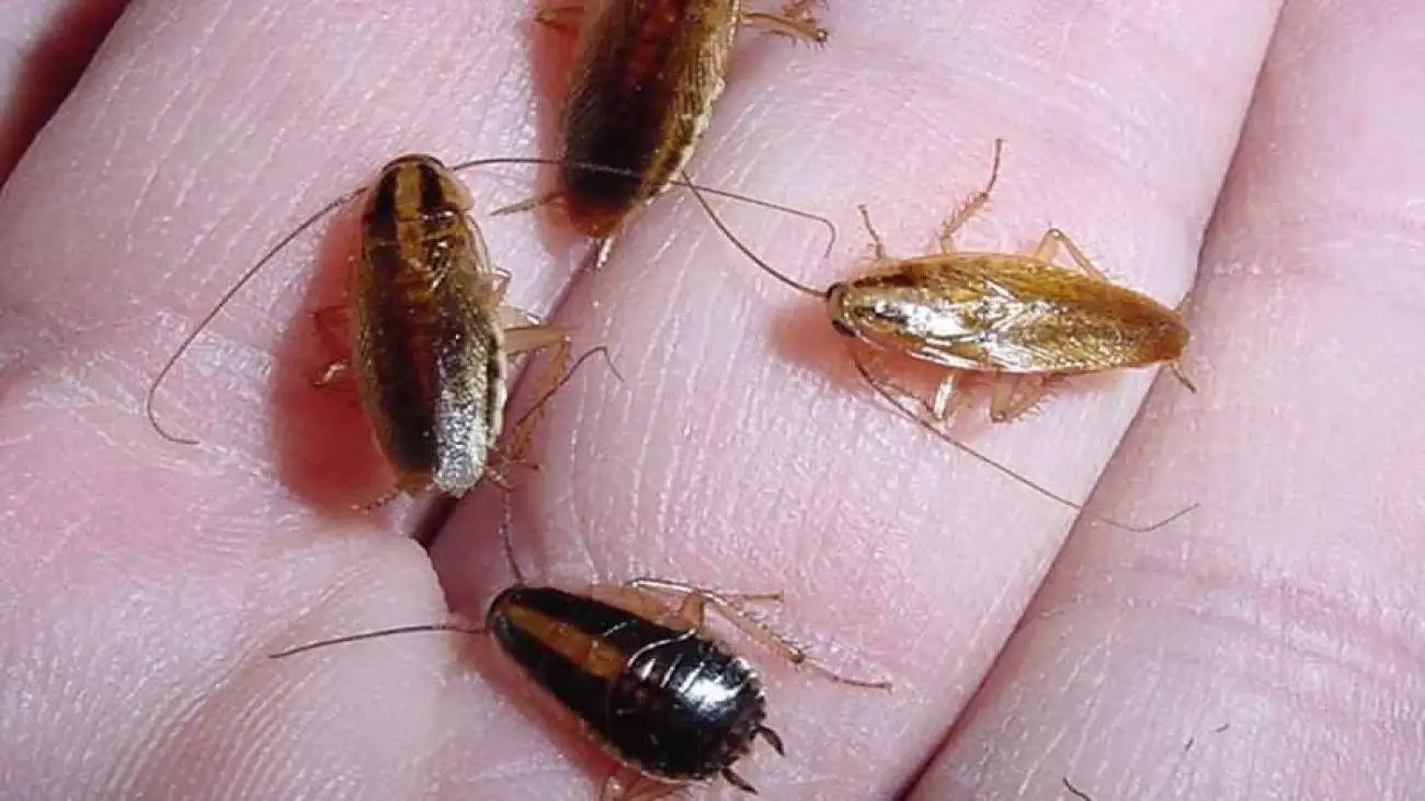 با سوسک های حمام و آشپزخانه چه کنیم؟ ؛ راه های از بین بردن سوسک حمام