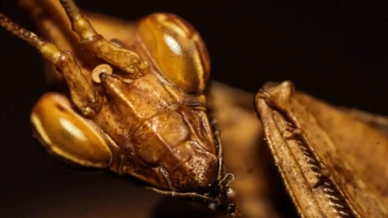 نگاره ای جالب در ایران؛ موجودی نه کاملاً حشره، نه کاملاً انسان!  -  عکس