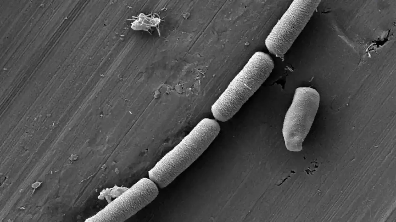 ترکیب شگفت انگیز (سیمان و میکروب) که برق را در دیوار ذخیره می کند