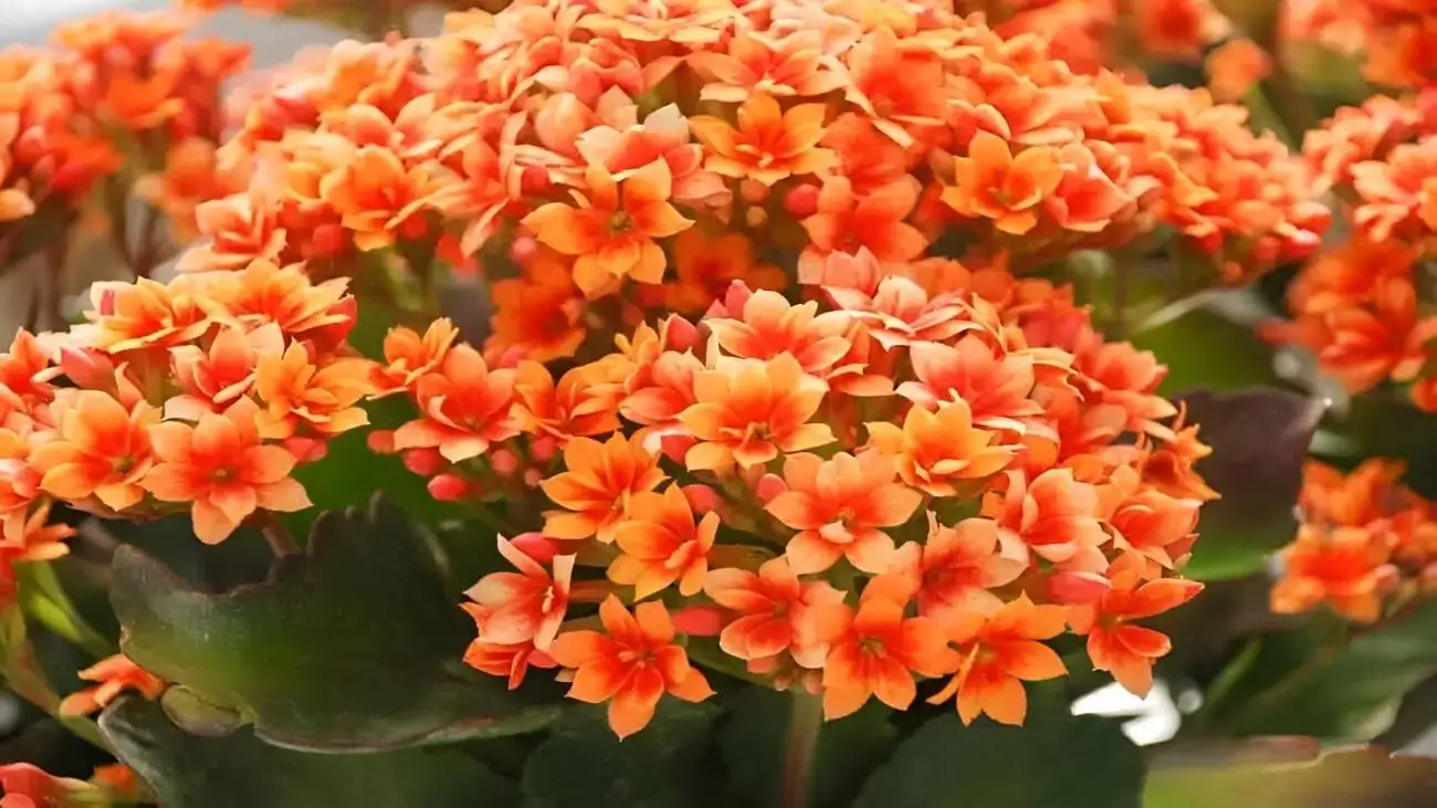 نگهداری و پرورش گل آپارتمانی کالانکوا ؛  چه کار کنیم کالانکوا دوباره گل بدهد؟