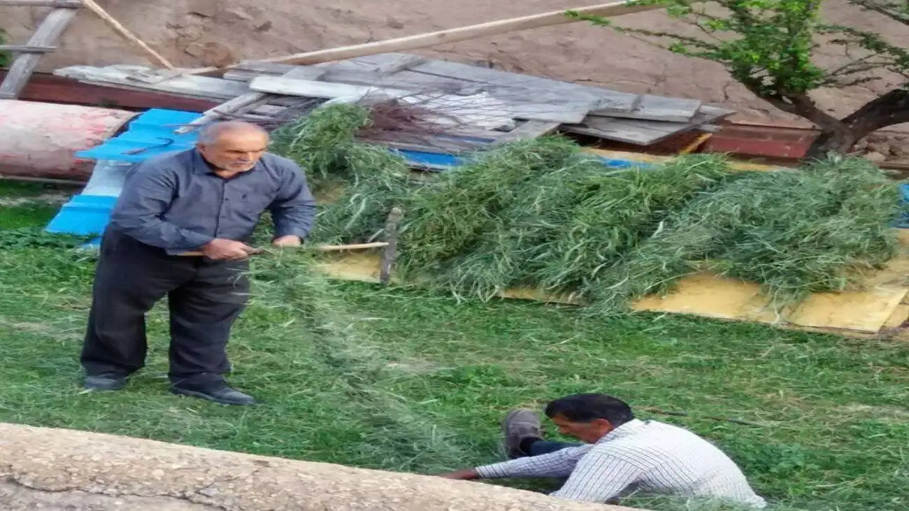علوفه پیچی برای دام ها یک آیین سنتی شد  -   رسمی که از نیمه بهار شروع می شود + ویدیو