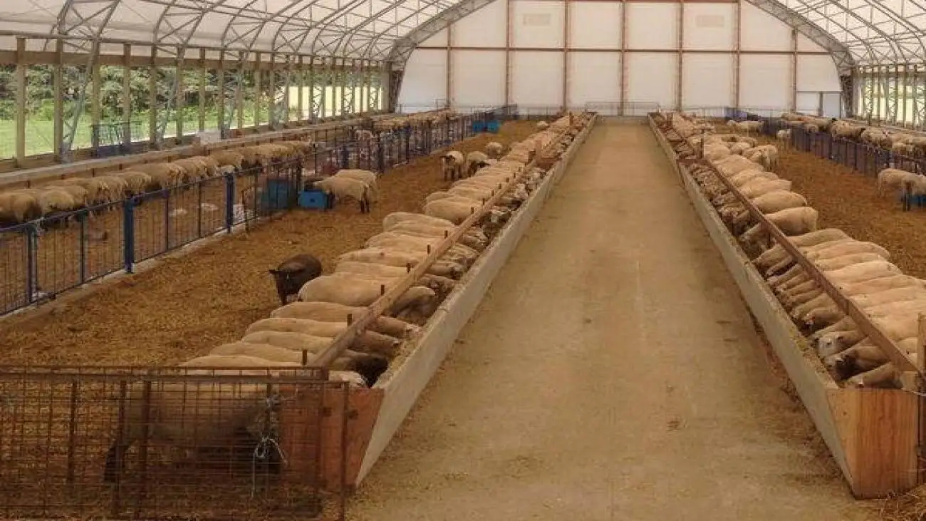 دامداران منتظر تسهیلات حمایتی و بازار رقابتی  -  زنگ خطر نابودی صنعت دام داخلی به صدا در آمد