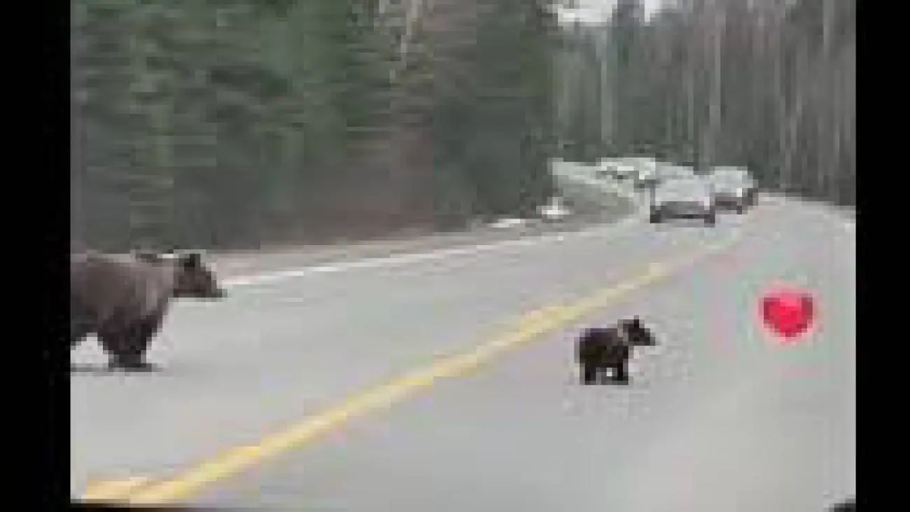 لحظه بامزه بادکنک بازی بچه خرس وسط جاده + ویدئو