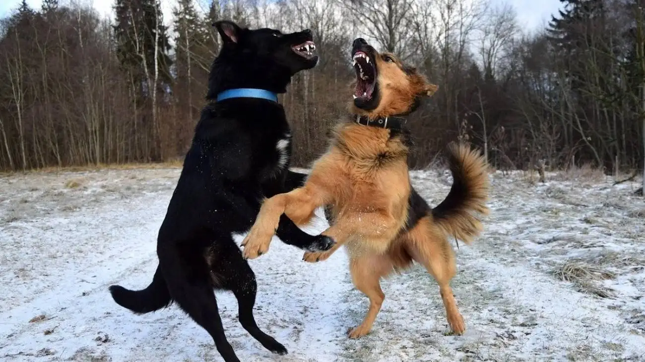 لحظه ناگوار حمله سگ های ولگرد به دختربچه ایرانی و نجات لحظه آخری + ویدئو