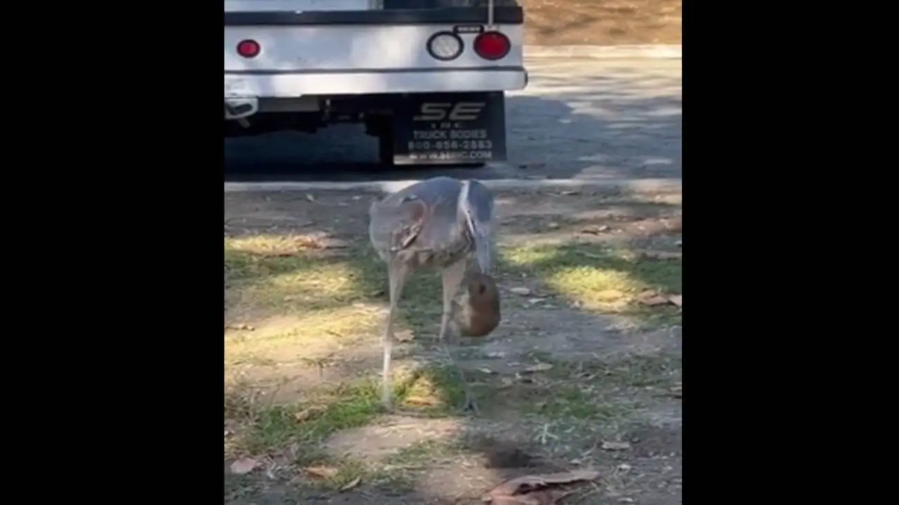 شکار حیوان خجالتی توسط یک پرنده + ویدئو  -  لحظه دیدنی خارج کردن گوفر 230 گرمی از داخل خاک!
