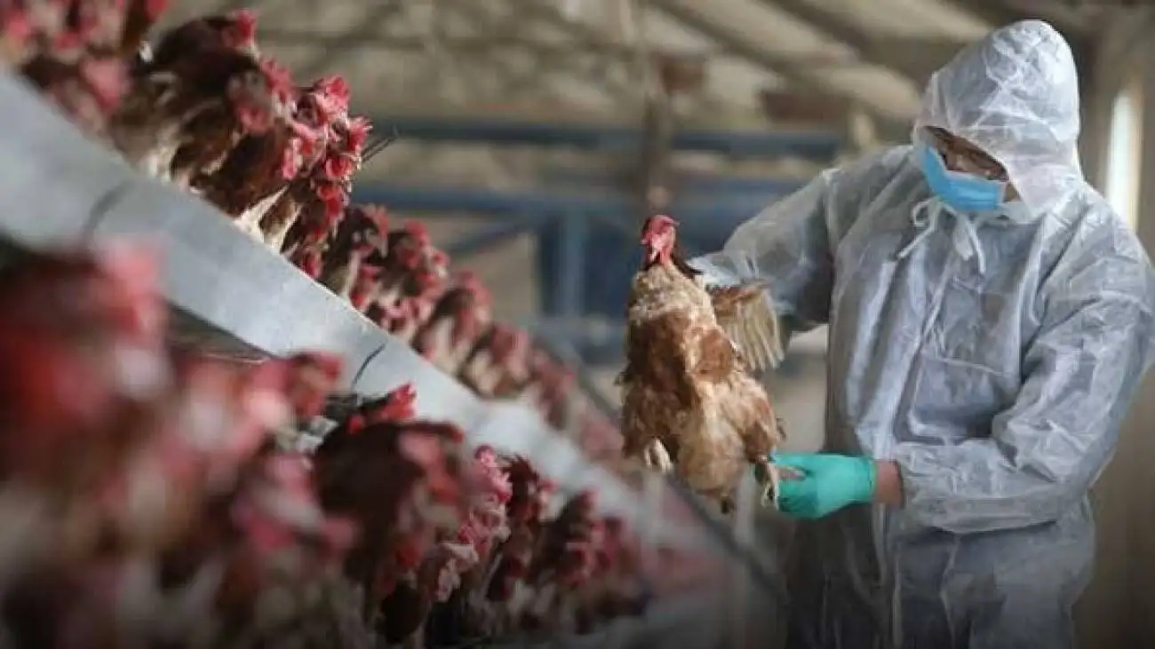 پاسخ معاون وزیر بهداشت به هشدار who برای شیوع یک بیماری در ایران