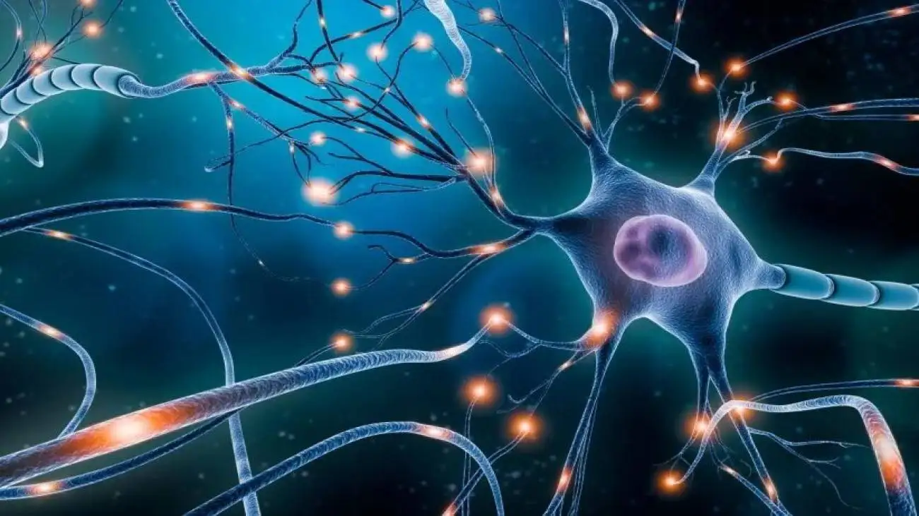 یادگیری یک زبان سخت تنها در چند ثانیه!  -  کشف نخستین تمدن دیجیتالی در سلول های خاکستری