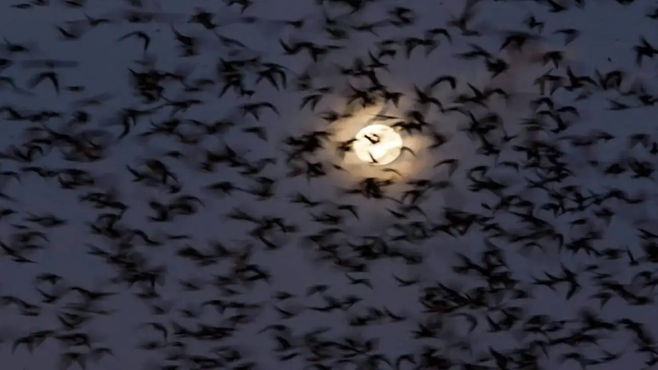رویدادی شگفت انگیز پس از زمین لرزه فیلیپین ؛ هزاران پرنده همزمان به پرواز درآمدند + ویدئو