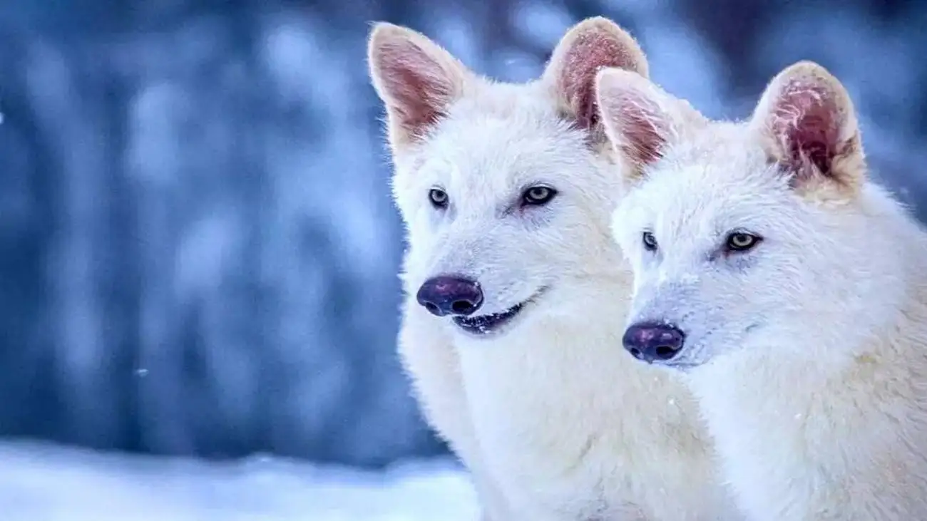 ویدیو  -  واکنش جالب 4 گرگ بعد از دیدن یک زن؛ ماجرای این زن چیست؟