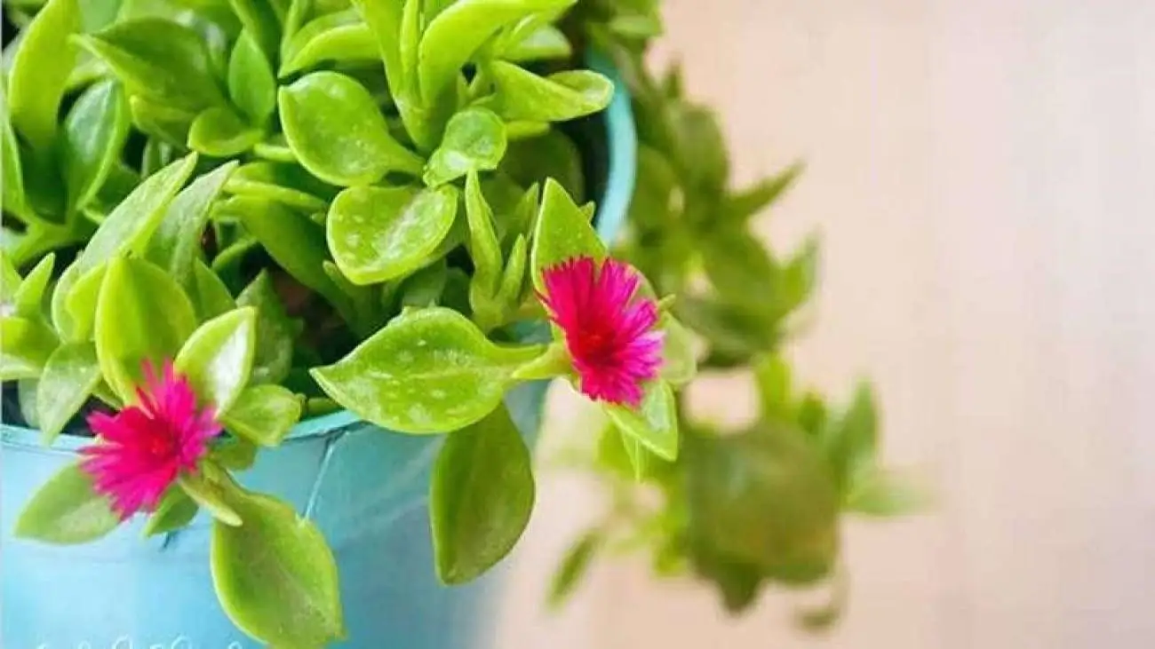 روش تکثیر و نگهداری گل یخ