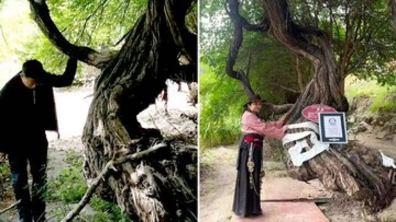 قدیمی ترین درخت انگور جهان -  عکس