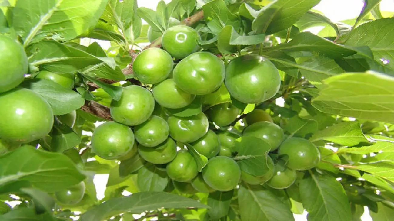 قیمت سرسام آور میوه محبوب بهاری + عکس