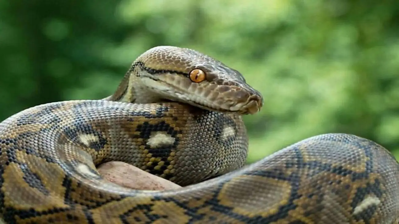 مار پیتون بزرگ الجثه مثل فنر از درخت بالا می رود!؛ ببینید + ویدئو