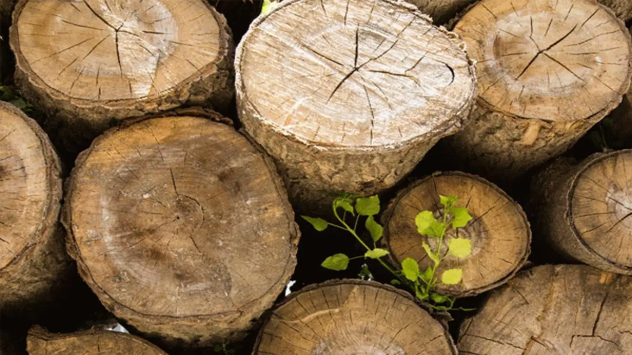 ماجرای نیسان پر از بلوط  های قطع شده در اندیمشک  -  فرمانده یگان حفاظت خوزستان: علاوه بر متخلف با مامورانی که کوتاهی کرده  اند هم برخورد می  کنیم