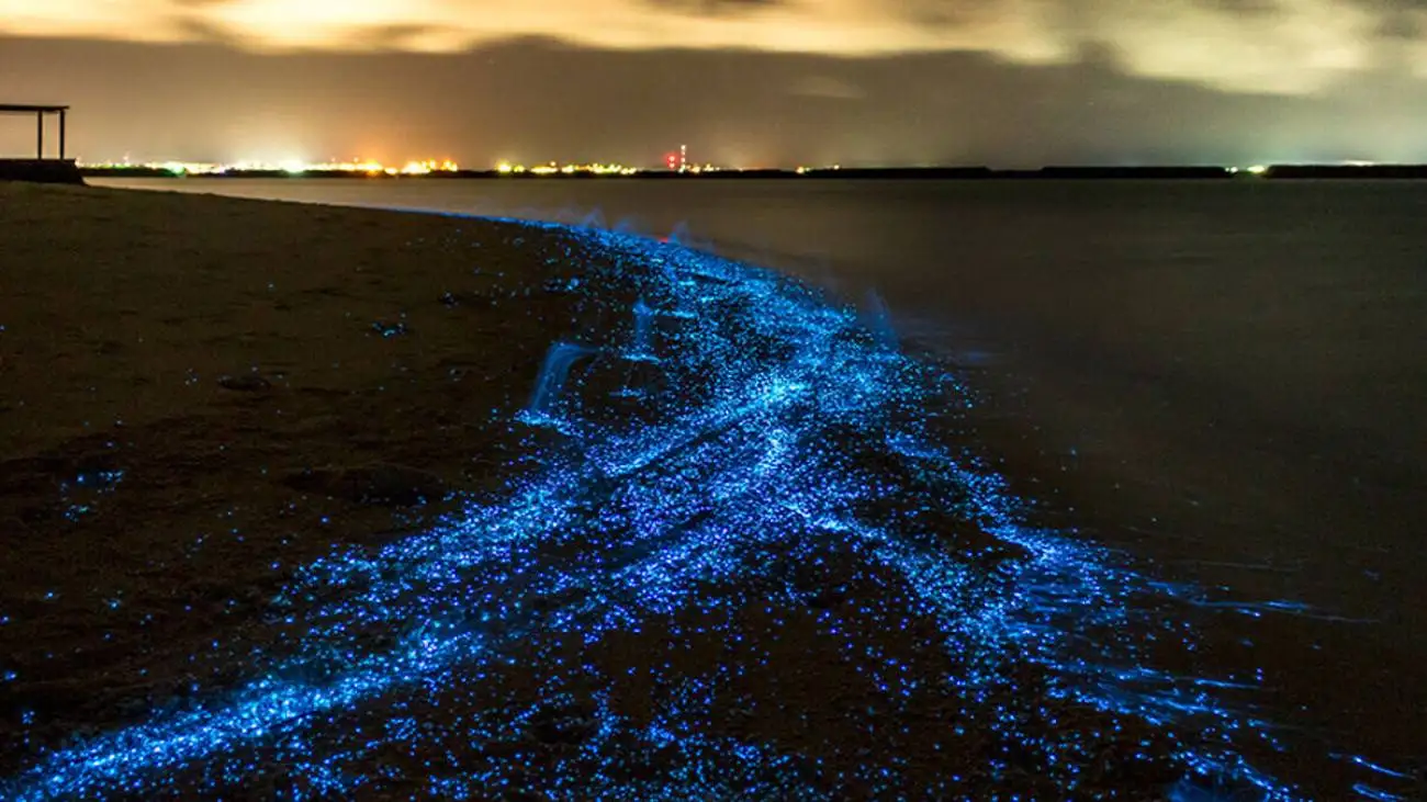 فیتوپلانکتون های 2 میلیارد ساله در انتظار گردشگران  -  چرا پلانکتون  ها شناگران را تعقیب می کنند؟